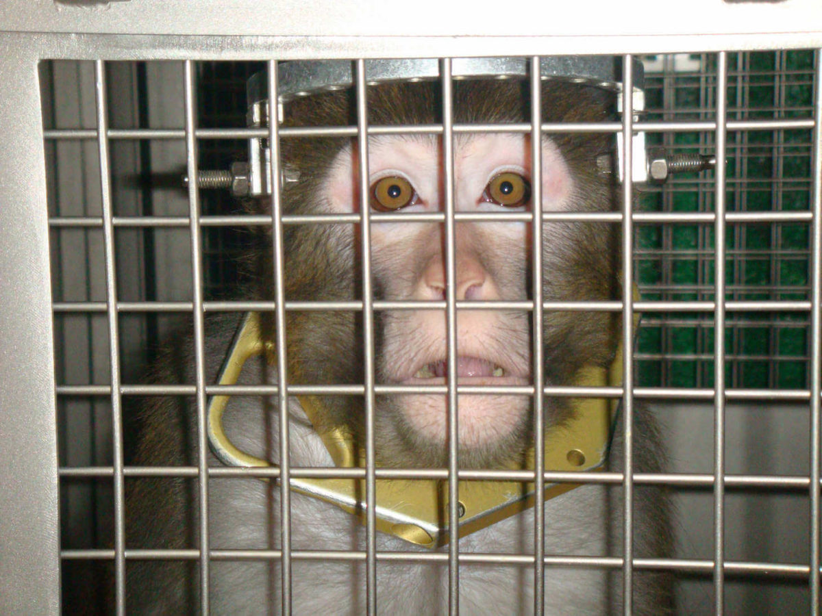 拘束されて実験を受ける猿